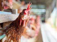 Bird Flu (H5N1): Your Questions Answered