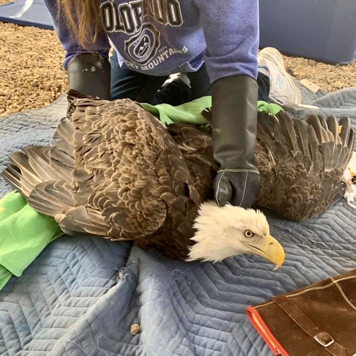 Bald Eagles in Rehabilitation at Friends of Texas Wildlife; A Call for Hunters to Make a Change