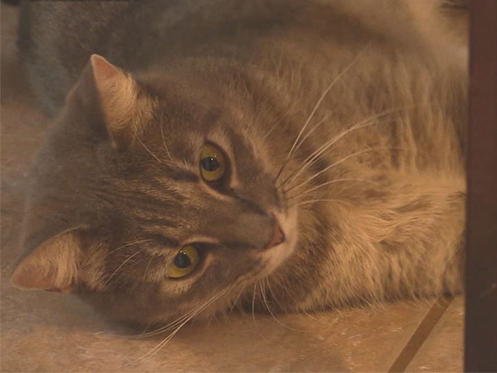 A successful adoption story for the Plutto family and their new cat Pebbles