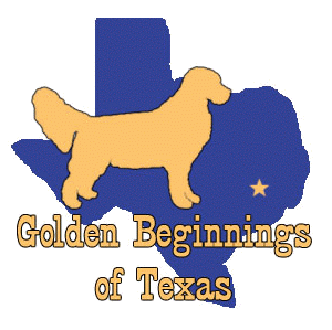 golden beginnings golden retriever rescue golden beginnings a golden retriever rescue woodlands golden beginnings golden retriever rescue golden beginnings a golden retriever rescue woodlands