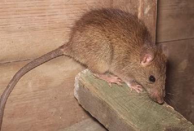 Do You Hear Rodent Activity in the Attic or Walls ?