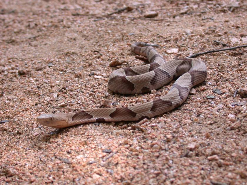 The Woodlands Summer Snake Series What's slithering in your yard