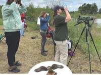 Join the 2024 Great Texas Birding Classic for an extraordinary birdwatching adventure
