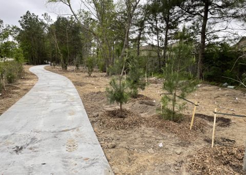 The Woodlands Township begins $1 million reforestation effort
