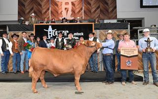 Grand Champion Steer Purchased for Record-Breaking $1 Million at Rodeo's 2022 Steer Auction