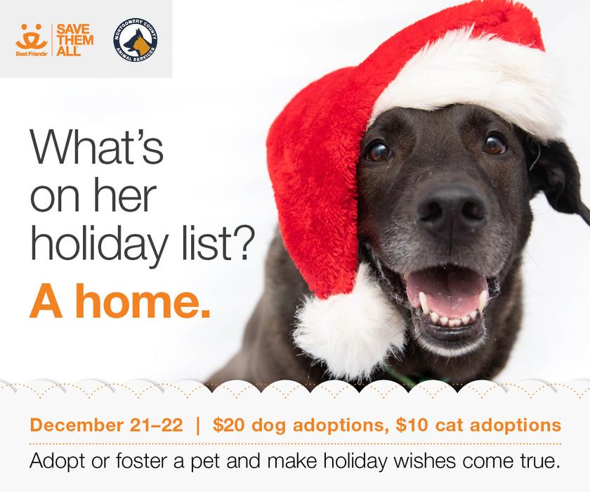 Holiday Adoption Event & Reading to the Animals Live Stream on EllenTube