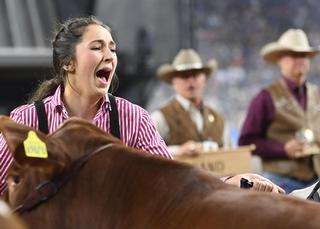 2022 Junior Market Steer Champion Selection