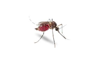 The Montgomery County Public Health District Confirms 1st Case of West Nile Virus for 2022