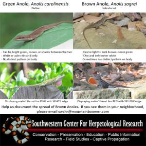 Invasive Brown Anoles Spreading North