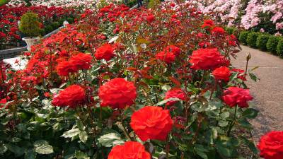 Local landscape expert reveals secret to maximizing roses in your own yard