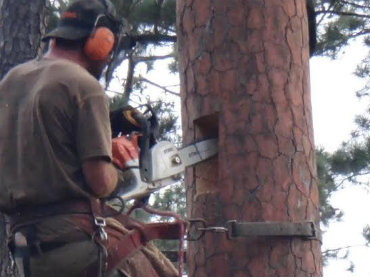 'Breakfast for the Birds' project completed for the benefit of endangered Red-cockaded Woodpecker