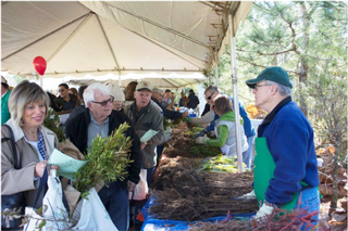 Arbor Day event in The Woodlands gives free tree seedlings to residents