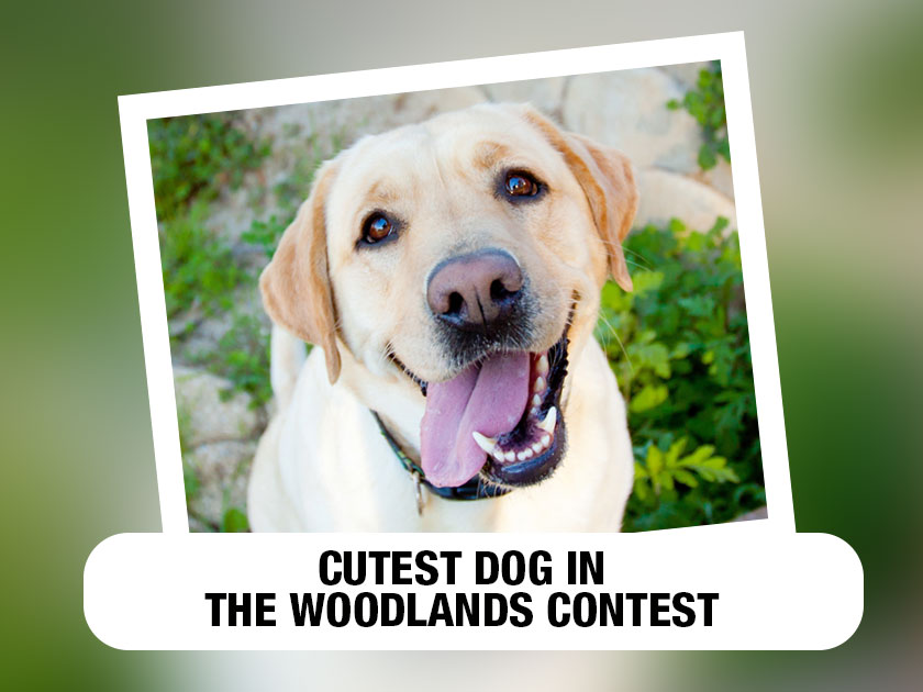 Is your pet cute enough to be crowned “The Cutest Dog in The Woodlands?”