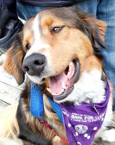 Bark for Life event