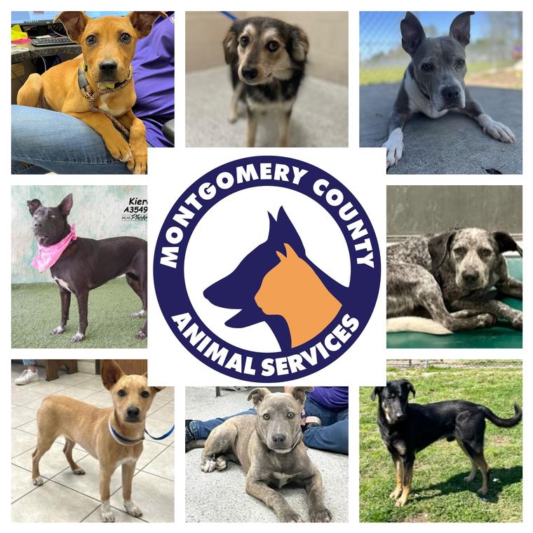 Montgomery County Animal Shelter is raising the woof by waiving adoption fees