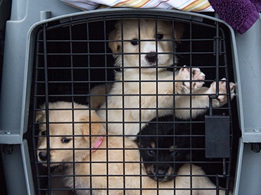 Operation Pets Alive sends puppies on rescue flight up North for better chance of adoption