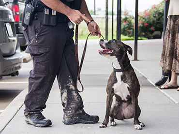 From rags to riches: Local pit bull escapes death row, becomes Deputy K-9