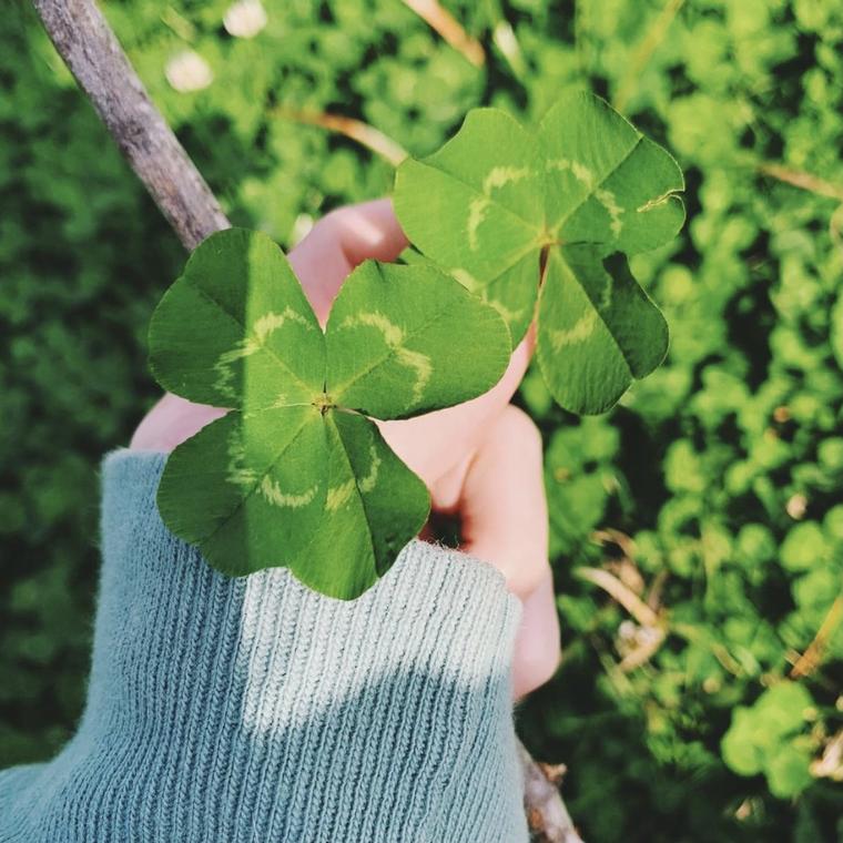 Lucky Four Leaf Clover