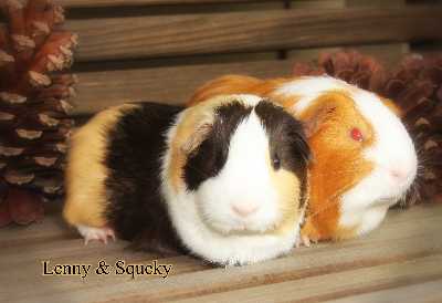 Guinea pig rescue in The Woodlands