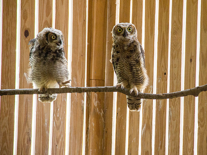 Friends of Texas Wildlife unveil new flight enclosure with ribbon-cutting ceremony Aug 31