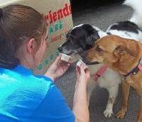 Celebrate National Dog Day with doggy ice cream August 25