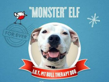 Lily, Pit Bull Ambassador & Therapy Dog launches “Monster” holiday drive to benefit homeless pets