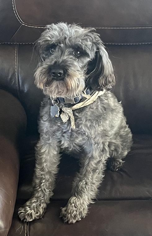 Pet of the Week - Pepper