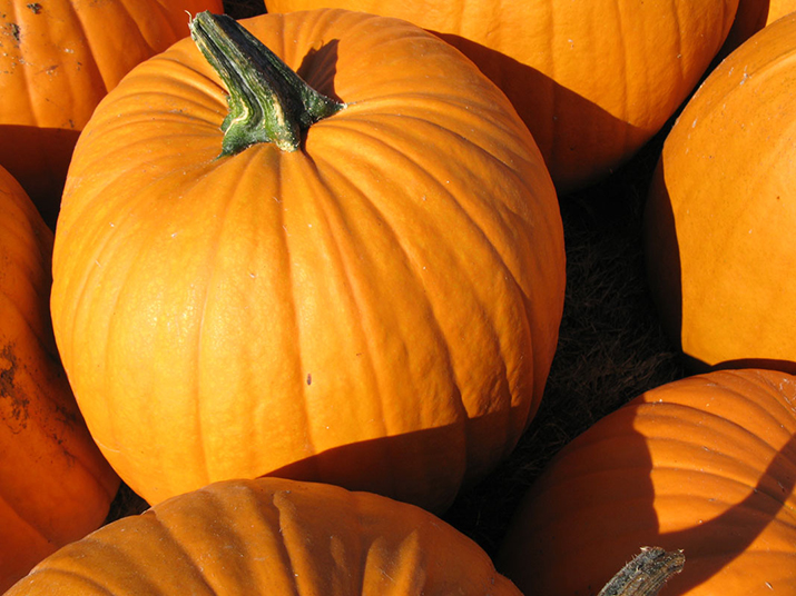 Market Street to host Pumpkin Patch in October