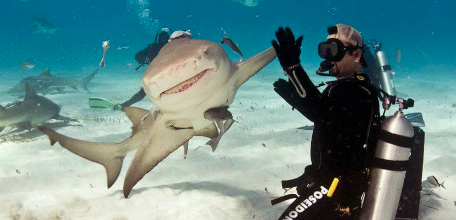 Local photographer's shark 'high five' goes viral