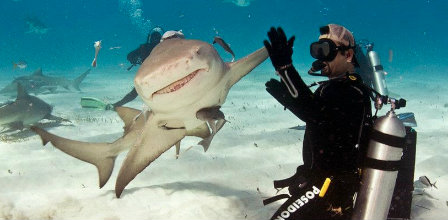 Shark diver, photographer offers himself up to further shark conservation