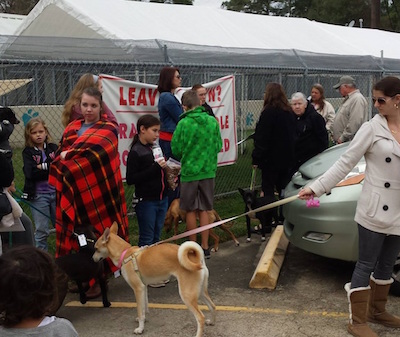 'Pups on Trucks Day' guides lucky dogs to new homes in New England