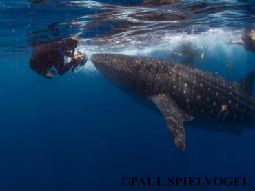 Resident shark diver/photographer dives with largest shark species