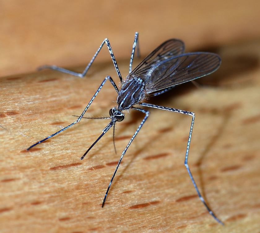 West Nile case reported; Precinct 3 increases mosquito spraying