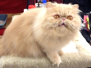 Stars and Stripes Cat Club hosts cat show in Montgomery County