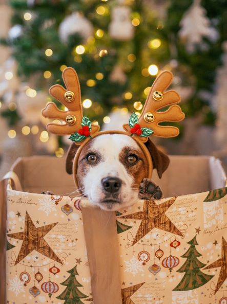 This weekend Woodlands Eco Realty’s annual ‘Santa Paws’ event offers free photos of your pets (and family) with Santa