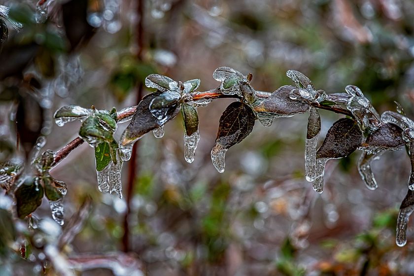 Horticulture expert reveals frost and freeze protection ideas