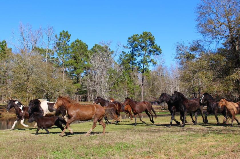 Henry’s Home Horse and Human Sanctuary seeks donations for silent auction event