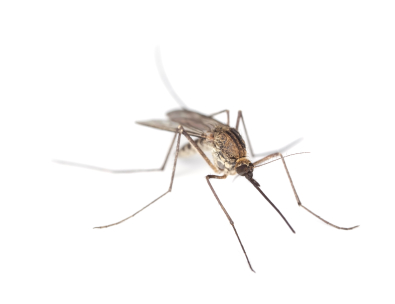 County urges residents to take precautions regarding mosquitoes