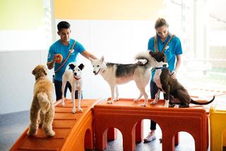 State-of-the-Art Dog Daycare Opens in Woodlands West
