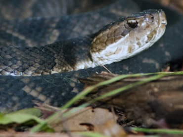 Heavy rainfall and flooding flushing out snakes