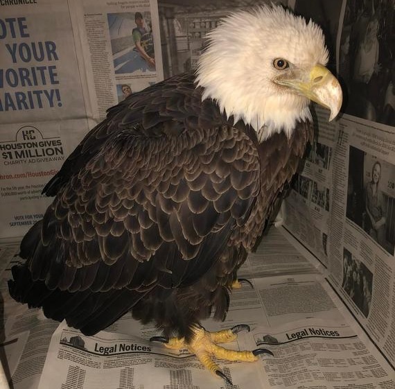 Friends of Texas Wildlife Needs Your Help to Soar With the Eagles