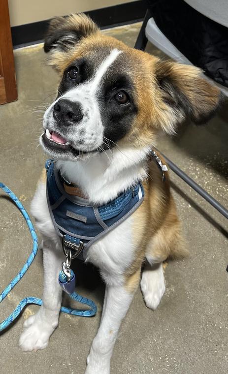 Pet of the Week: Goose