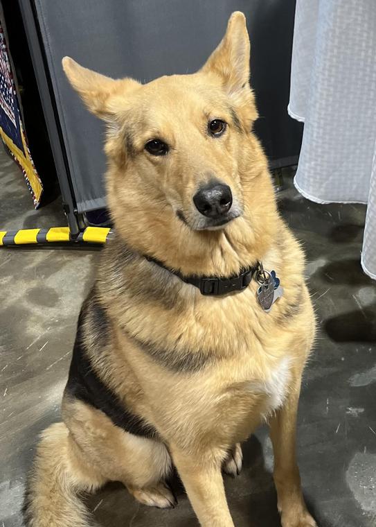 Pet of the Week - Petra