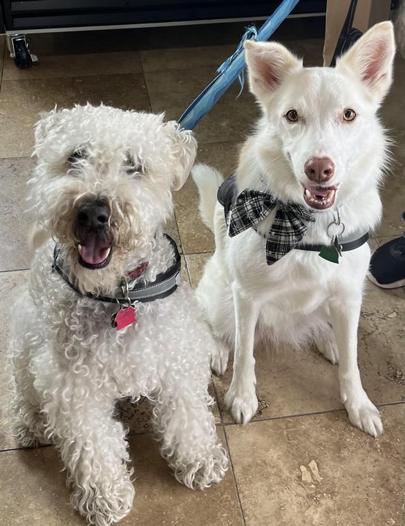 Pet of the Week - Max and Alaska