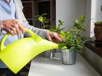 5 Simple Indoor Gardening Activities For Seniors