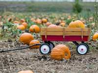 The Benefits Of Fall Harvest Foods For Seniors Health