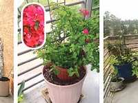Lazy Gardener & Friends - October 21, 2022