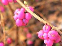 Lazy Gardener & Friends - January 7, 2023