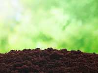 Compost As A Mulch