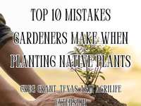 Top 10 Mistakes Gardeners Make When Planting Native Plants